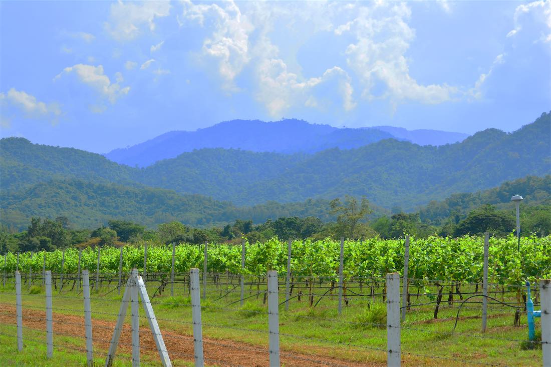 North Carolina Wineries