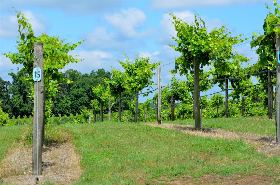 North Georgia Wineries